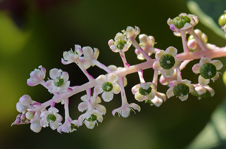 Phytolacca americana / Fitolacca, Cremesina, Uva-turca